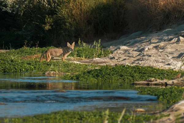 Kojot Kalifornii Przekraczający Rzekę Żółte Światło Poranne Oświetla Scenę — Zdjęcie stockowe