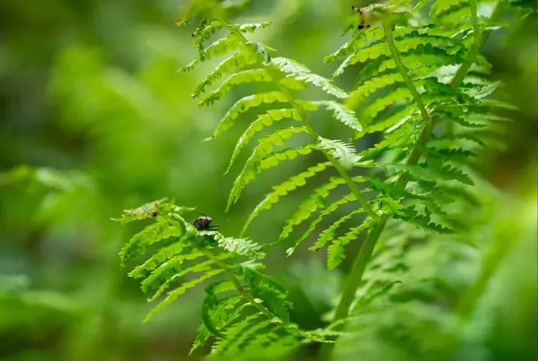 Tiro Close Inseto Uma Folha Samambaia Verde — Fotografia de Stock