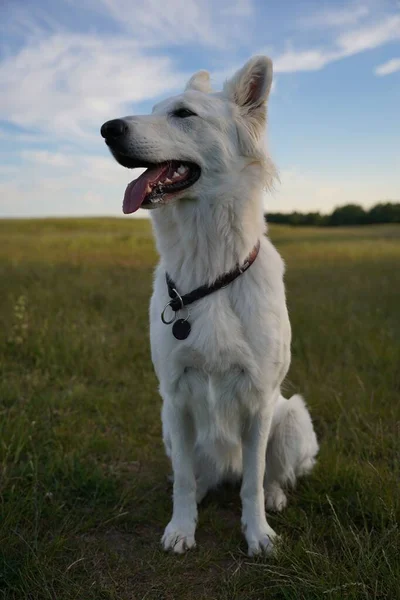 Närbild Vita Schweiziska Shepherd Hund Landsbygden Vertikal — Stockfoto