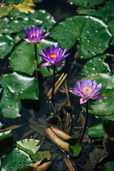 호수에 꽃들의 수직으로 바라본 — 스톡 사진