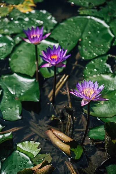 Den Vertikala Vyn Nymphaea Caerulea Blomma Växter Sjön — Stockfoto