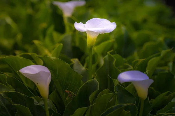 A calla lily surrounded by green leaves with two other calla lilies blurred for effect