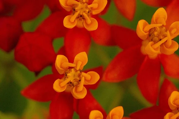 Primer Plano Flores Algodoncillo Tropical Asclepias Curassavica —  Fotos de Stock