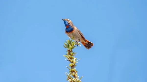 Cliché Angle Bas Oiseau Bluethroat Luscinia Svecica Sommet Une Plante — Photo
