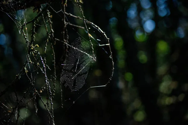 Gros Plan Branches Arbres Avec Une Toile Araignée Tissée Sur — Photo