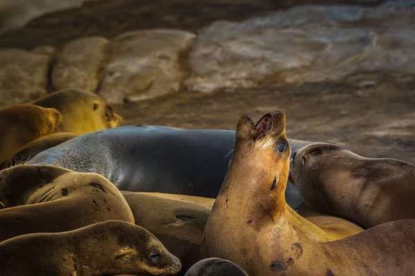 A sea lion looking up and barking with several sea lions sleeping around him at the la jolla cove in San Diego, California