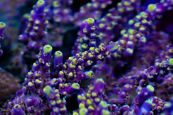 Знімок Пурпурової Акропори Малий Поліп Ячий Кам Яний Корал — стокове фото