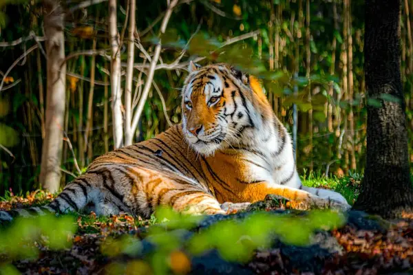 Взрослый Тигр Лежащий Земле Наблюдая Окружающей Средой — стоковое фото