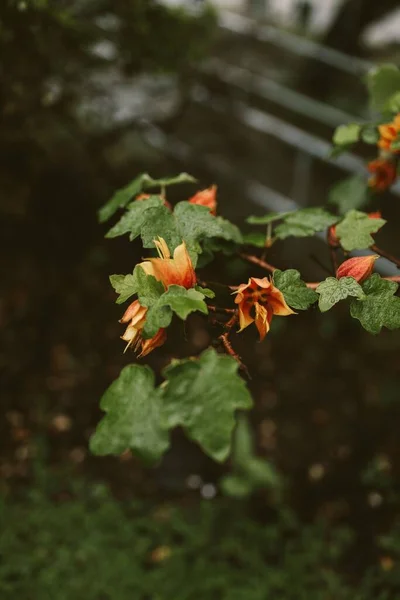 Вертикальний Вид Рослини Chiranthofremontia Квітами — стокове фото