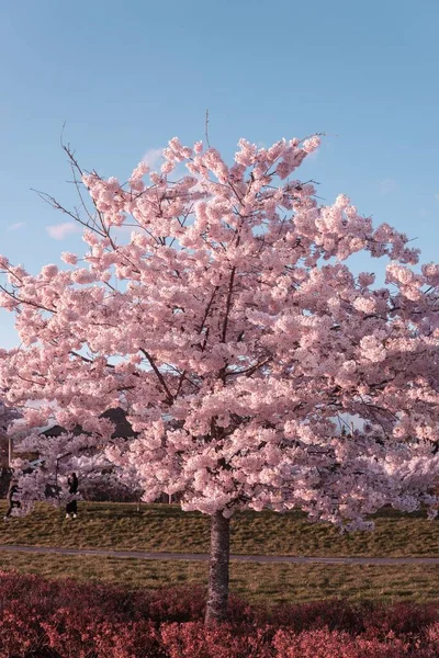 Vertical Shot Cherry Blossom Sakura Tree Field — Stock Photo, Image