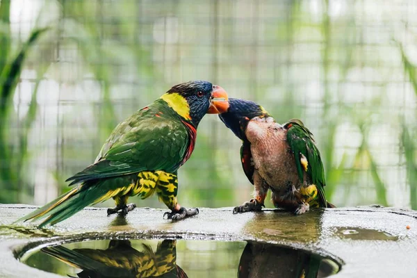 Dva Papoušci Loriini Líbají Kleci — Stock fotografie