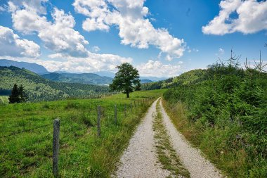 Avusturya 'nın Salzkammergut kentindeki Attersee-Traunsee Doğa Parkı' nda yeşil doğayla çevrili bir patika.