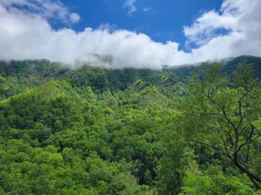 Bulutlu gökyüzünün altındaki yeşil orman manzarası
