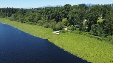 Nehrin kıyısındaki sık ağaçlar kısmen alglerle kaplıydı.