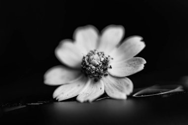 Gri tonlu, güzel bir çiçeğin yakın plan resmi.