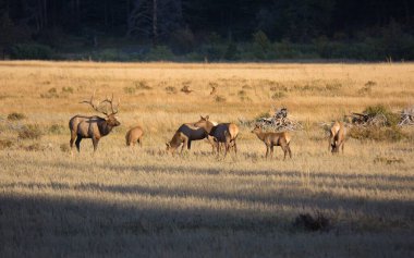 Colorado Rocky Dağı Ulusal Parkı 'nda bir geyik sürüsü.