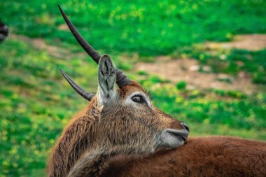 Ormanda su geyiğinin (Kobus ellipsiprymnus) seçici odak noktası