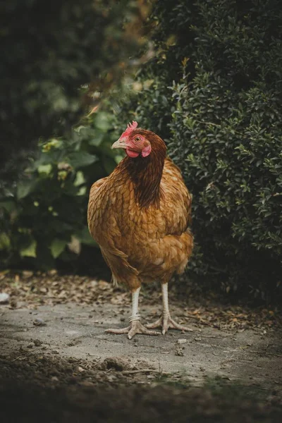 Sebuah Gambar Vertikal Dari Ayam Jantan Yang Melihat Samping Dengan — Stok Foto