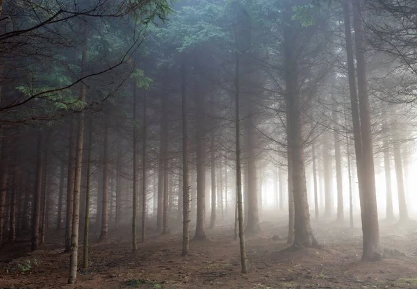 Uma Vista Baixo Ângulo Uma Bela Floresta Dia Nublado — Fotografia de Stock