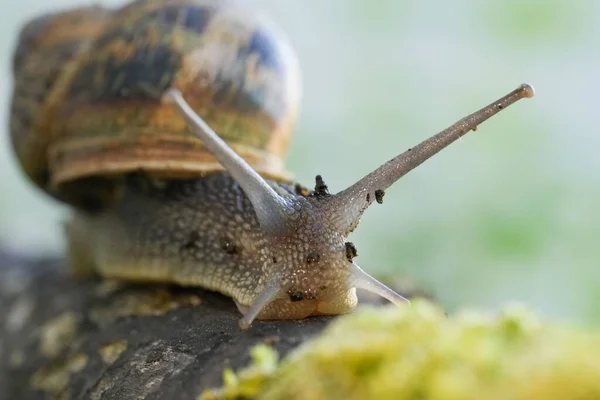 Una Chiocciola Uva Giardino Che Striscia Lungo Ramo — Foto Stock