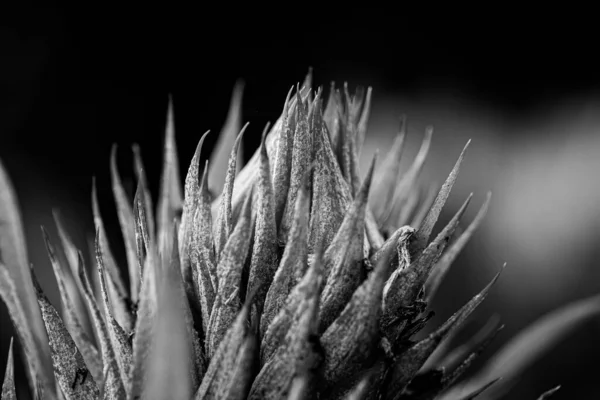 Szary Zbliżenia Strzał Aloesu Rośliny Vera — Zdjęcie stockowe