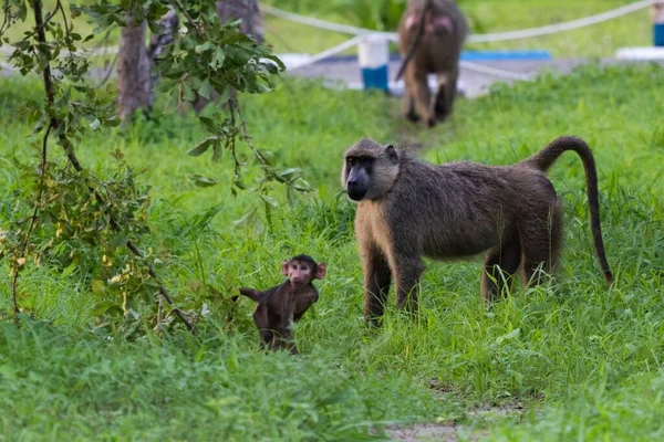 Een Olijfbaviaan Met Haar Baby Aap Papio Anubis Het Gras — Stockfoto