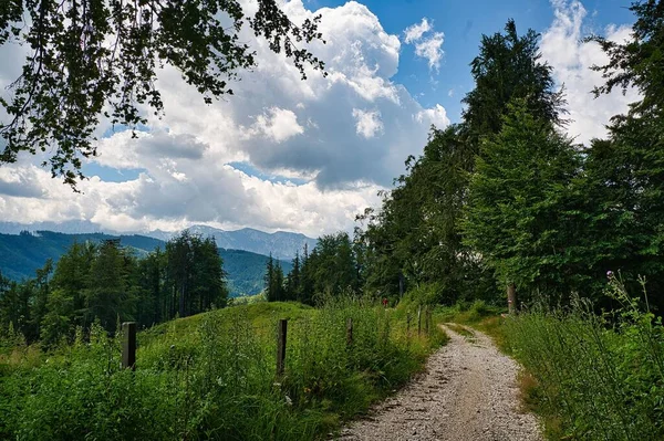 Sentiero Nel Verde Dei Boschi Del Parco Naturale Attersee Traunsee — Foto Stock