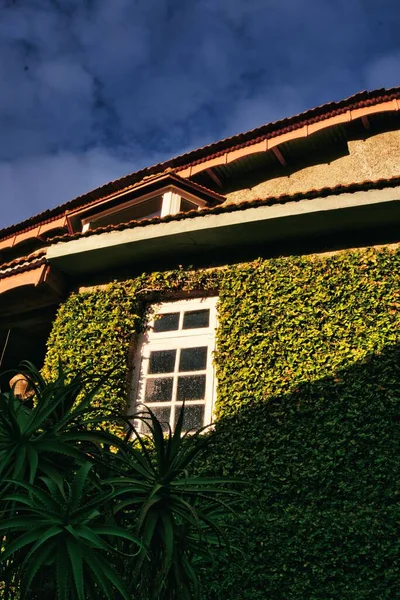 The exterior of a building with a window covered by green bush under the sunlight against a cloudy sky