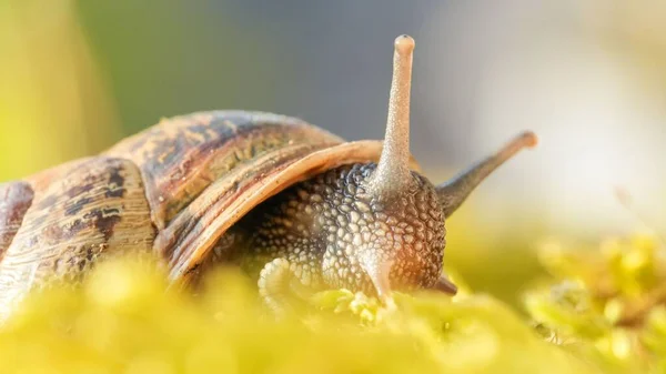 蜗牛爬行在植物上的蜗牛的特写 — 图库照片