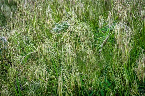 Eine Nahaufnahme Von Üppigem Hohen Grünen Gras — Stockfoto