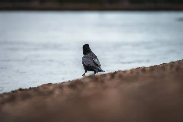 一只在海滨散步的鸽子的后视镜特写 — 图库照片