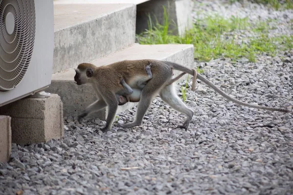 Green Monkey Chlorocebus Sabaeus Walking Stones Her Baby — Stock Photo, Image