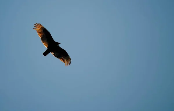 Condor Voador Céu Azul Claro — Fotografia de Stock