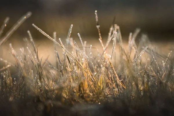 Het Grasveld Bedekt Met Regendruppels Een Wazige Achtergrond — Stockfoto