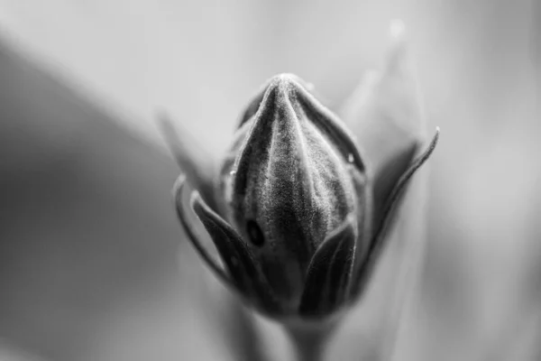 Eine Graustufen Nahaufnahme Einer Blütenknospe — Stockfoto