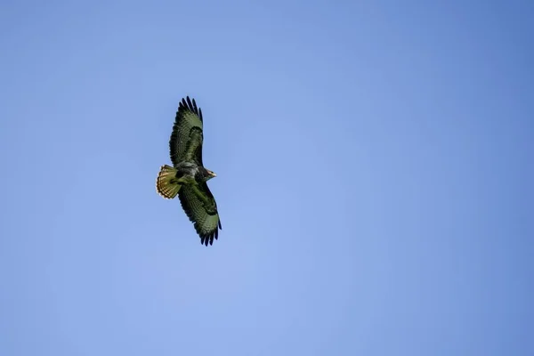 在晴朗的蓝天中飞行的一种常见的秃鹰 Buteo Buteo — 图库照片