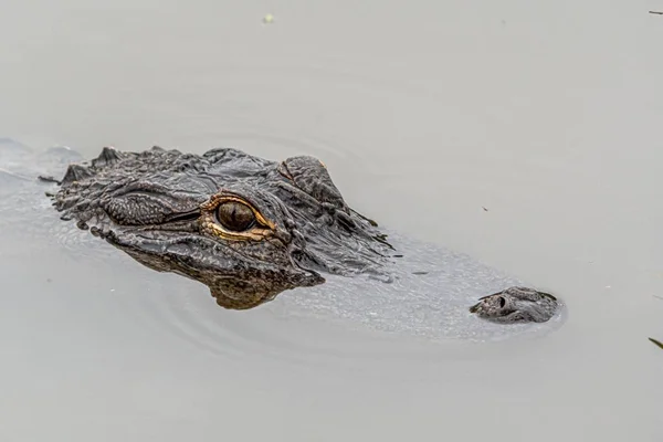 Närbild Alligators Huvud Som Kikar Upp Vattnet — Stockfoto