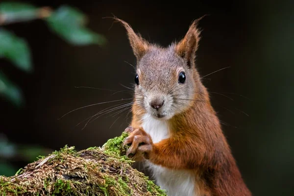 Крупним Планом Червона Білка Sciurus Vulgaris Дивиться Прямо Камеру — стокове фото