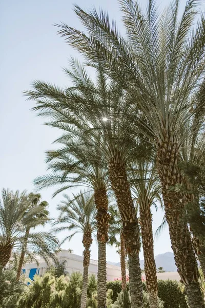 Colpo Verticale Palme Lussureggiante Deserto Usa — Foto Stock