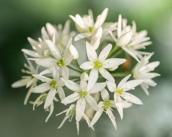 Primer Plano Ramsons Ajos Silvestres Allium Ursinum Flores Blancas —  Fotos de Stock