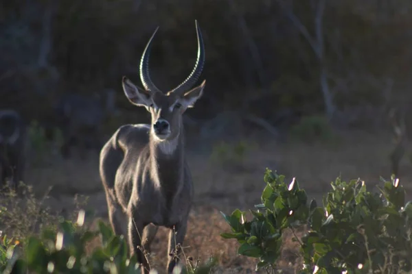 Gros Plan Une Impala Aepyceros Melampus Dans Nature — Photo
