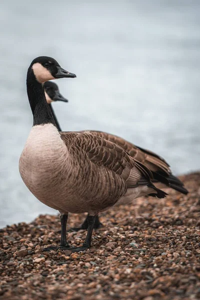 背景に海のある小石の上に立つカナダのガチョウの垂直ショット — ストック写真