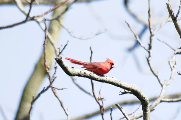 Nahaufnahme Eines Nördlichen Kardinals Auf Dem Ast Eines Baumes — Stockfoto