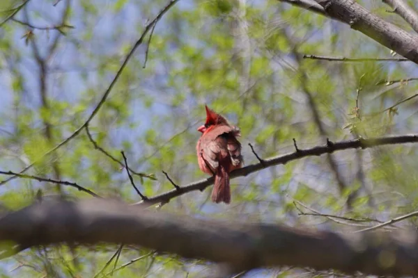 一只美丽的小鸟在树枝上的特写镜头 — 图库照片