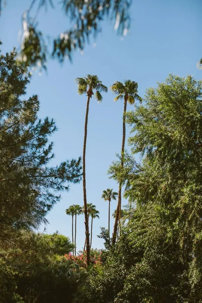 米国カリフォルニア州の緑豊かな砂漠のヤシの木の垂直ショット — ストック写真
