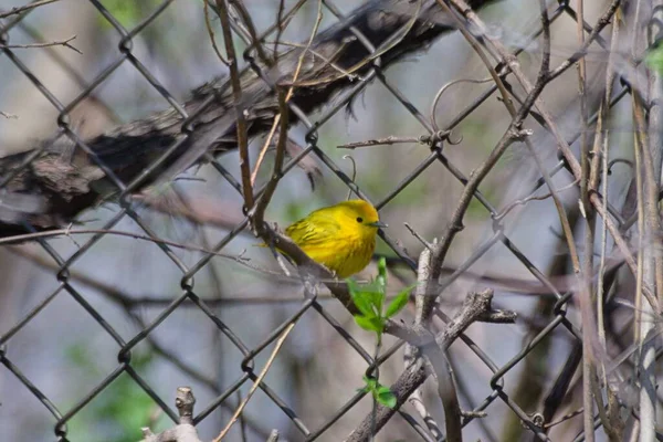 Nahaufnahme Eines Einheimischen Kanarienvogels Auf Dem Ast Eines Baumes — Stockfoto