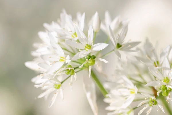 Primo Piano Ramson Aglio Selvatico Allium Ursinum Fiori Bianchi — Foto Stock