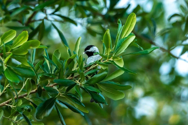 Close Chickadee Preto Tampado Empoleirado Galho Árvore Com Folhas Verdes — Fotografia de Stock