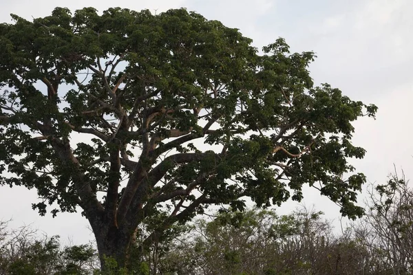 Bulutlu Bir Günde Meşe Ağacı Quercus Görüntüsü — Stok fotoğraf