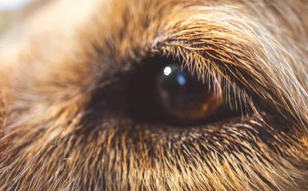 Olho Castanho Cão Bonito Com Focinho Peludo — Fotografia de Stock